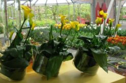 O familie din Baia Mare ce rulează 1 milion de euro în comerțul cu flori investește la Bistrița