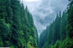Comunele TELCIU și ȘANȚ sunt în TOP 15 cei mai mari proprietari de păduri din România