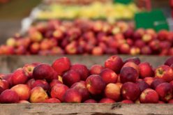 Lichidatorii MIRO SA vând mere din ferma de la Petriș ca să facă rost de bani