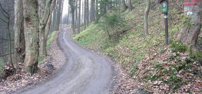 Cu 7,7 mil. lei la Telciu vor fi asfaltate trei drumuri forestiere