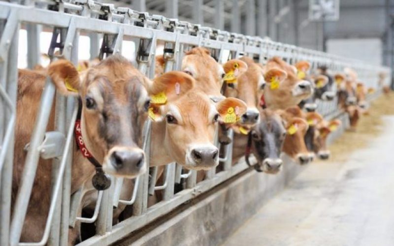 Un antreprenor bistrițean va construi la Tărpiu o fermă pentru 200 vaci