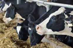 O cooperativă din Rebrișoara câștigă o finanțare de 1,48 mil. euro, pentru o fermă de vaci