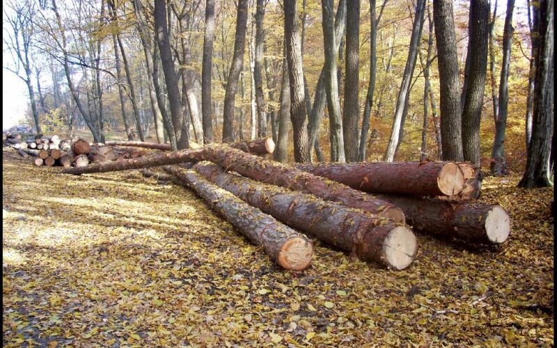 Percheziții la Telciu. Se caută dovezi că s-a tăiat ilegal lemn din pădurile comunei