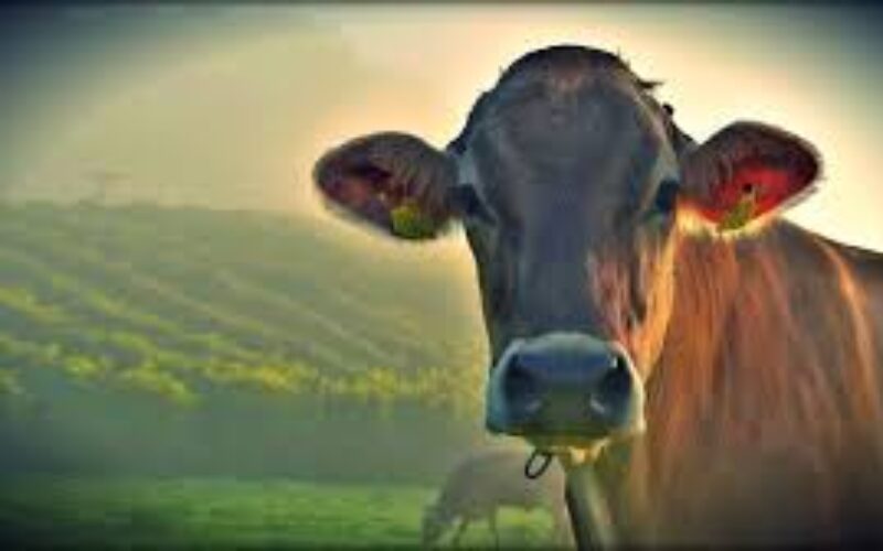 O bistrițeancă ridică o fermă de 220 de vaci la Orheiu