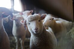 Bistrița Năsăud, locul 9 în topul județelor cu cel mai mare număr de oi