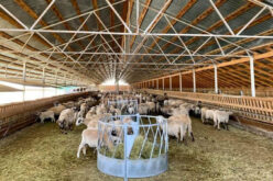 Cooperativa Agricolă Jelna își face saivan de oi cu 1,3 mil. euro primiți prin AFIR